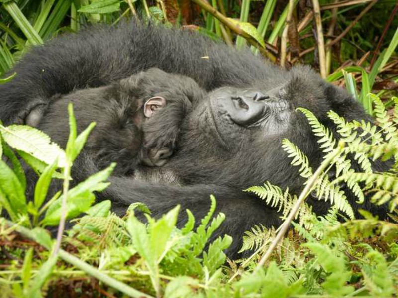 Пока мама-горилла отдыхает, ее подруга нянчится с детенышем 