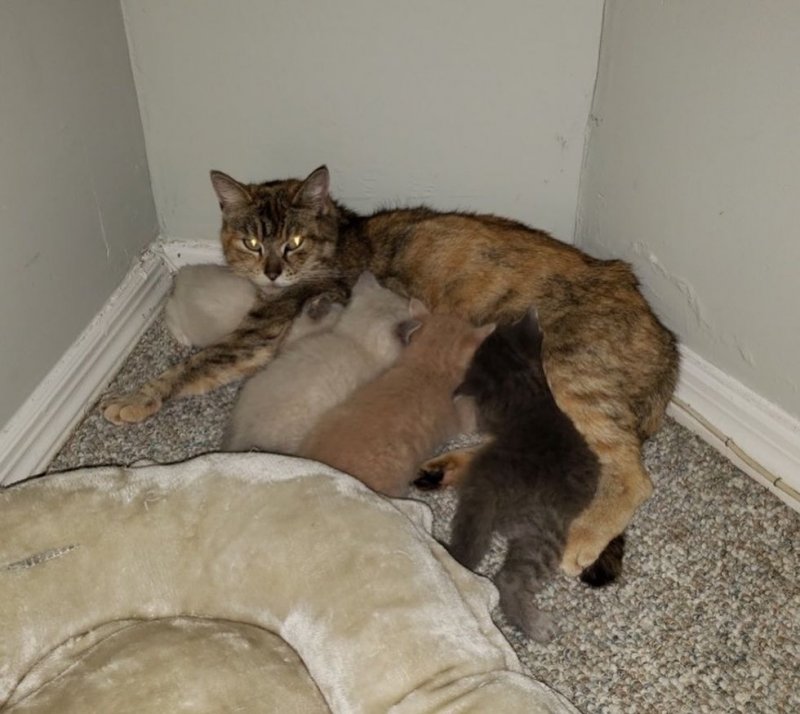 Перепуганная мать-кошка закрывала собой хрупких малышей