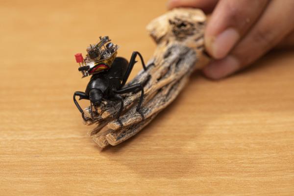 Учёные показали всем мир глазами жука, надев на него GoPro