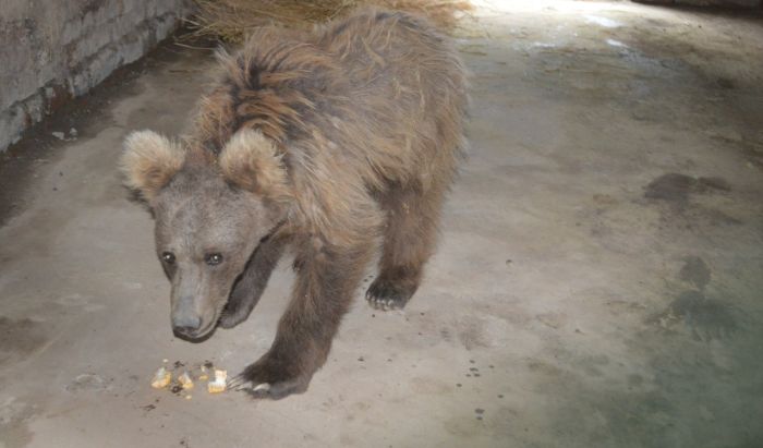 Перепуганный медведь выл, застряв на деревенской кухне