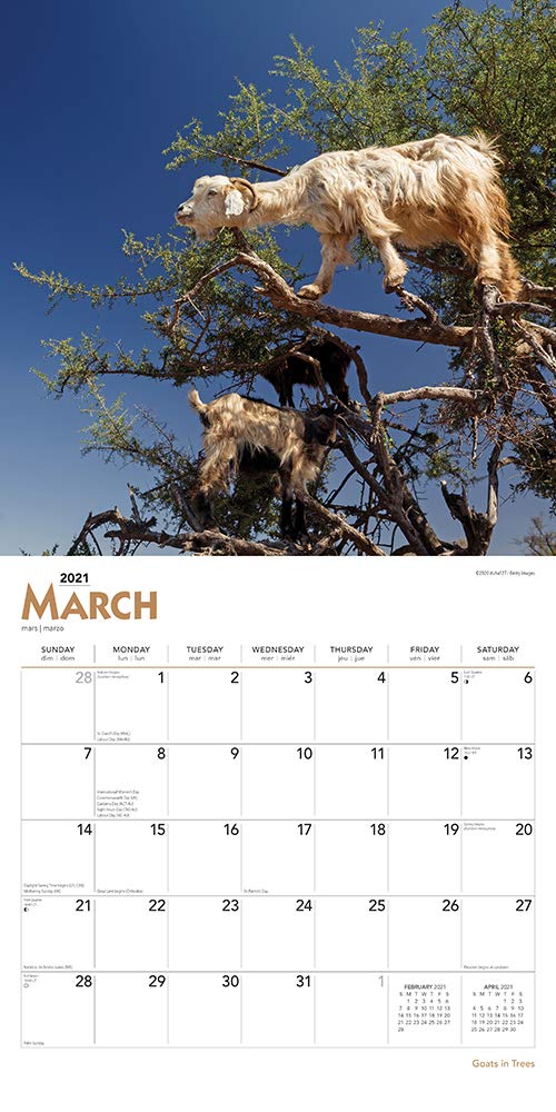 Календарь на 2021 год "Козлы на деревьях"