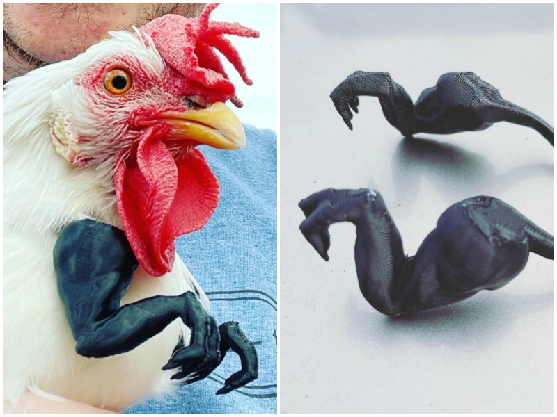 Курицам сделали лапки динозавров на 3D-принтере