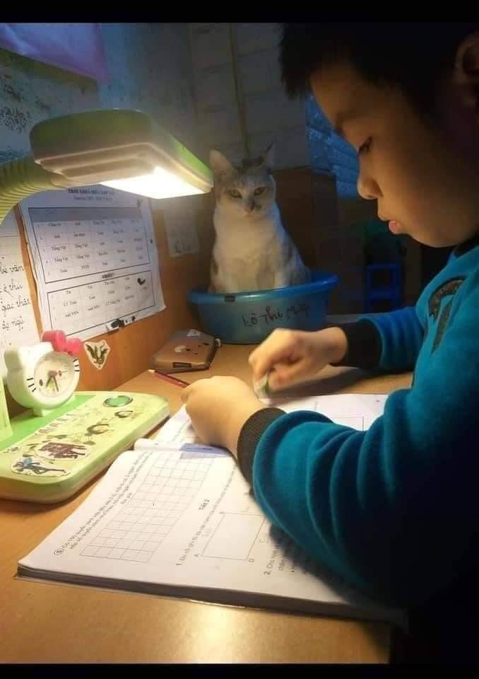 Домашняя кошка следит за тем, чтобы маленький хозяин хорошо учился 