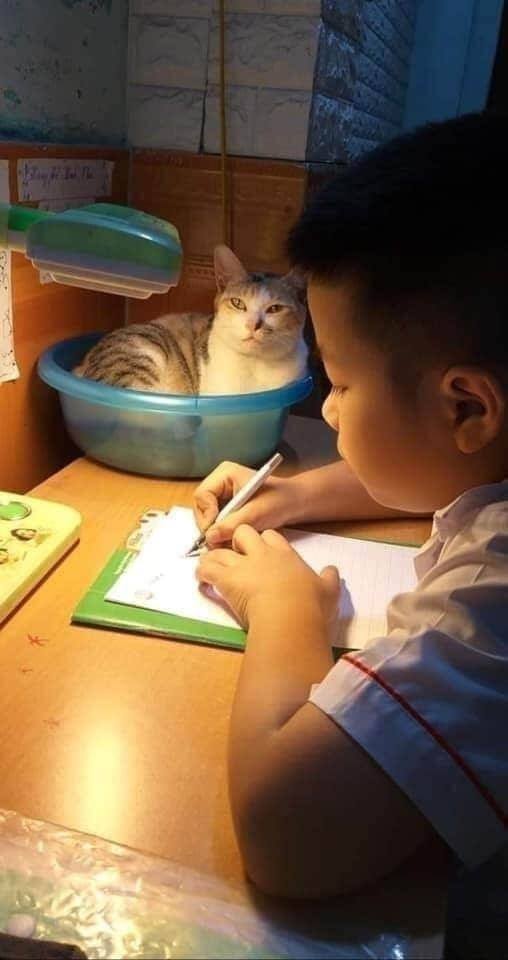 Домашняя кошка следит за тем, чтобы маленький хозяин хорошо учился 