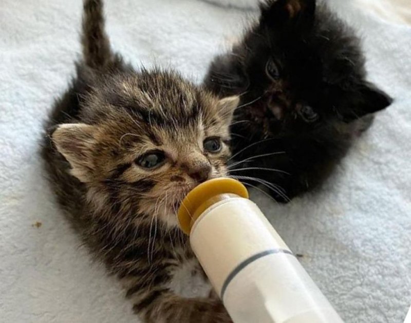Два хрупких брата-котенка пищали изо всех сил, борясь за жизнь