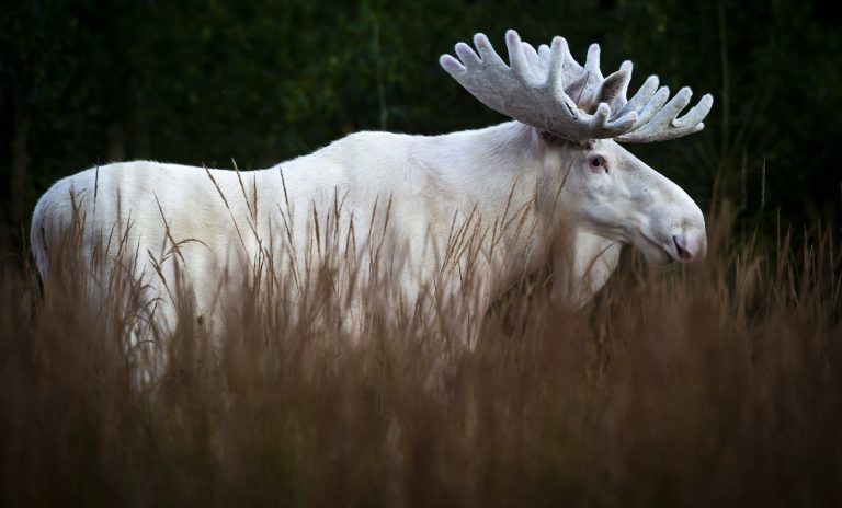 В шведском лесу заметили редкого белого лося