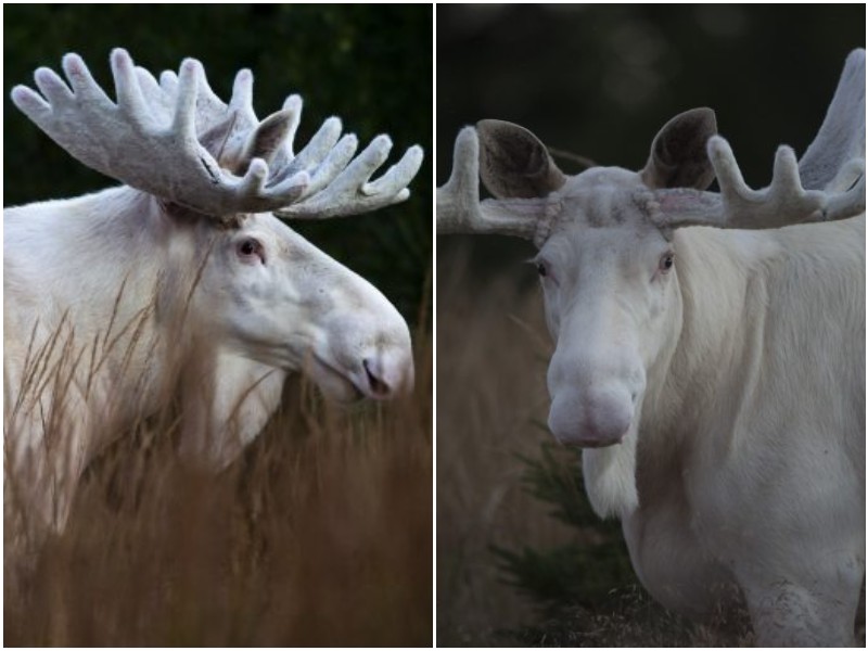 В шведском лесу заметили редкого белого лося