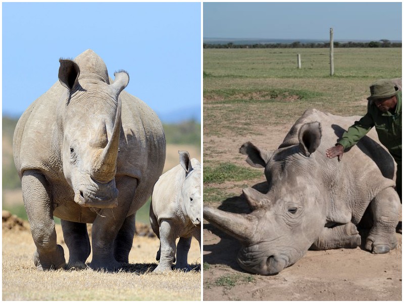 Ученые пытаются спасти белых носорогов, которых осталось всего два в мире