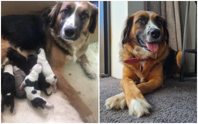 7. "Эту беременную собаку нашли на обочине дороги.. Сейчас она счастлива в любящей семье, а для ее щенят тоже нашли дома"