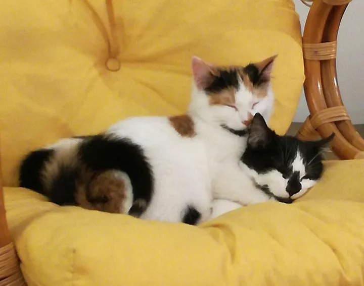 Два котенка жались друг к другу, выглядывая из кустов 
