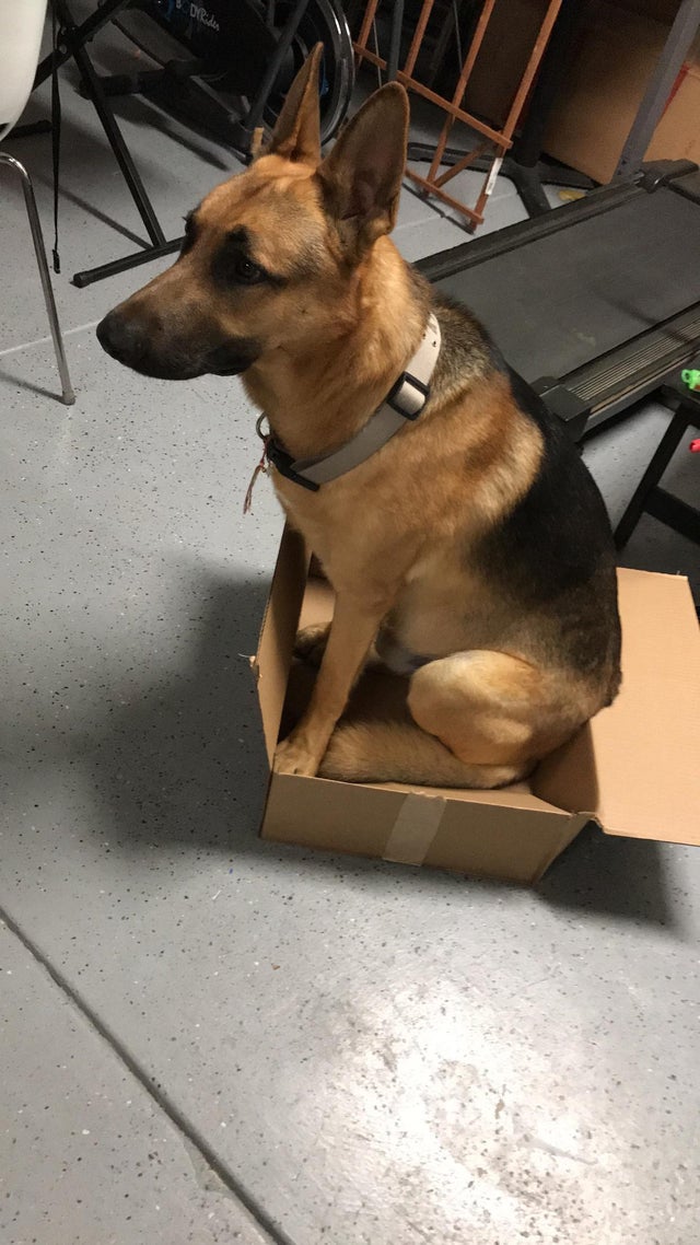 Собак тоже любят коробки