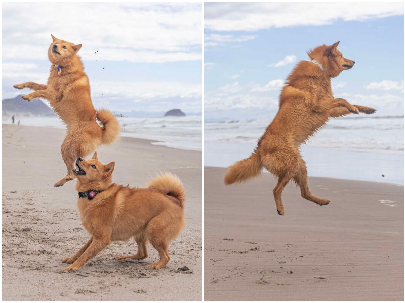 Сколько счастья: эмоциональная реакция собаки на пляж
