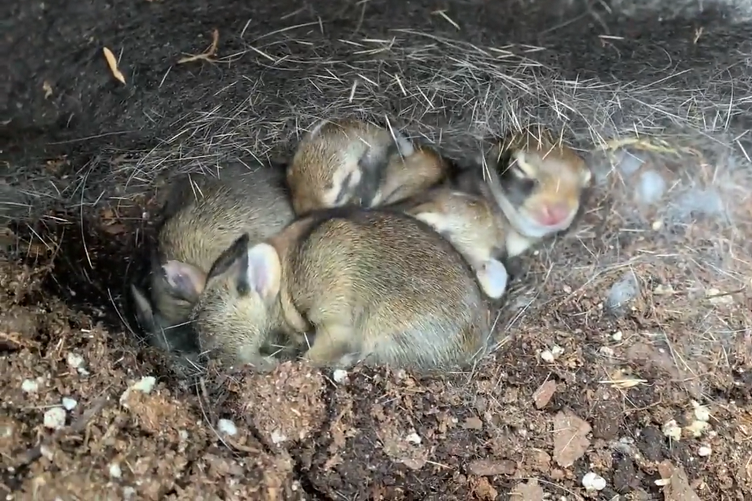 Покупатель садового магазина увидел в картофеле семью кроликов