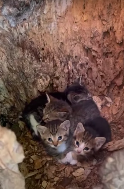 Девушка нашла в дереве четырех бездомных котят