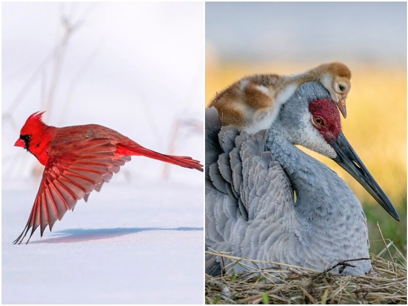 Чудесные фото птиц в дикой природе от Audubon Photography