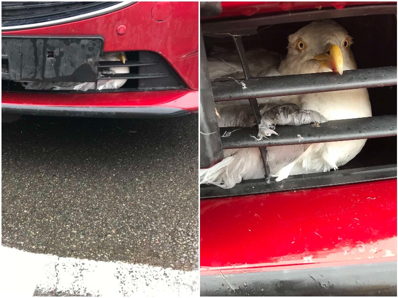 Прохожий заметил птицу, застрявшую в решетке радиатора машины