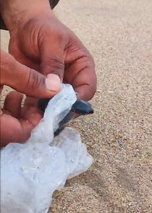 Мужчина заметил на пляже черепашку, застрявшую в пластике