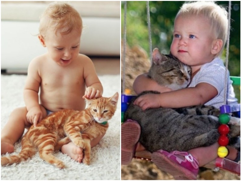 Как познакомить кошку и маленького ребенка