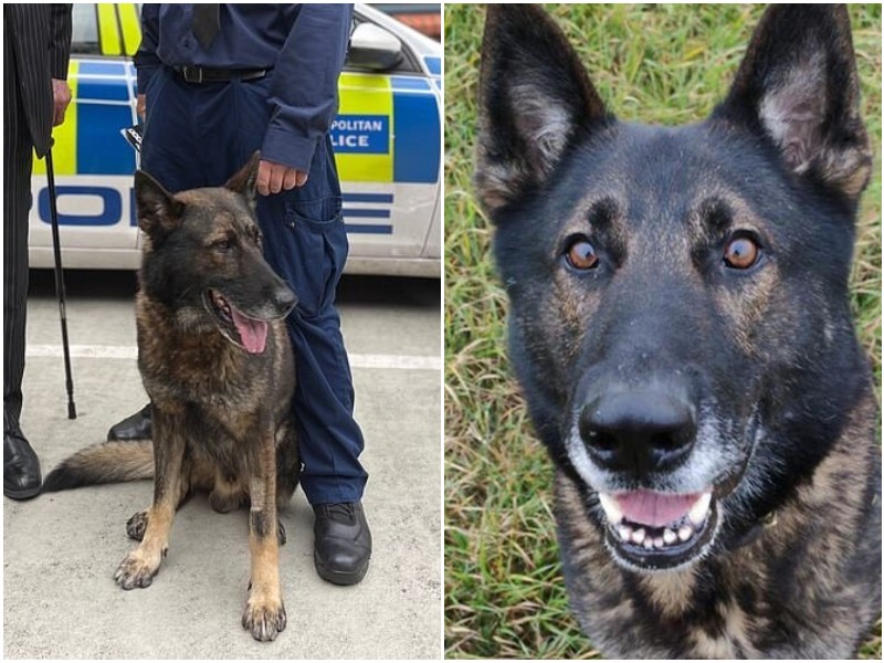 Полицейский пес геройски спас семью от грабителя