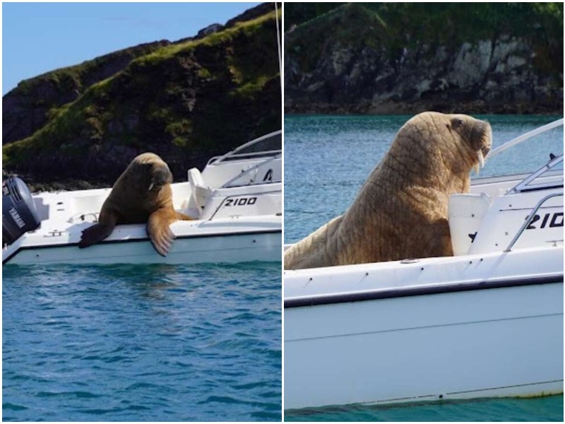 Морж решил расслабиться на лодке у берегов Ирландии