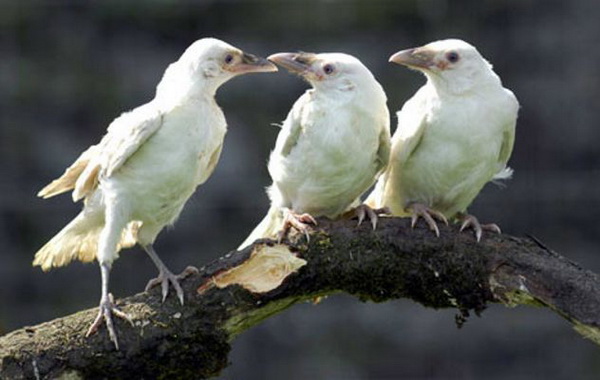 Белая ворона: как к ним относятся сородичи и что известно о птичке с нетипичным окрасом