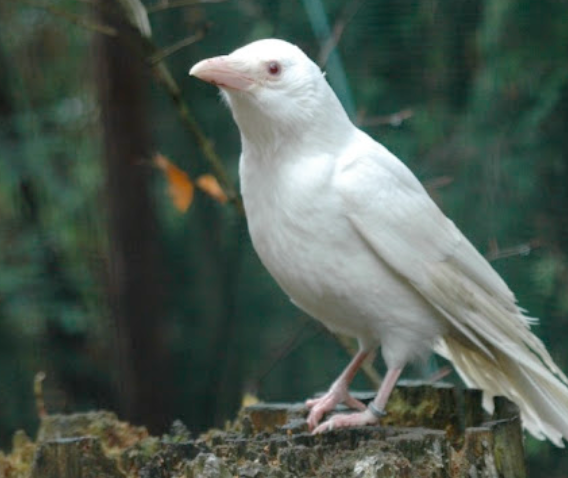 Белая ворона: как к ним относятся сородичи и что известно о птичке с нетипичным окрасом