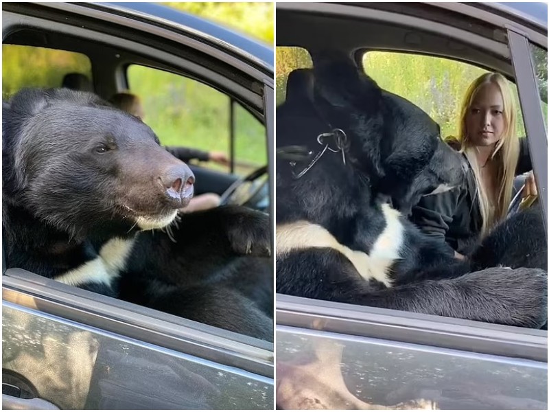 Россиянка прокатила на своем авто медведя