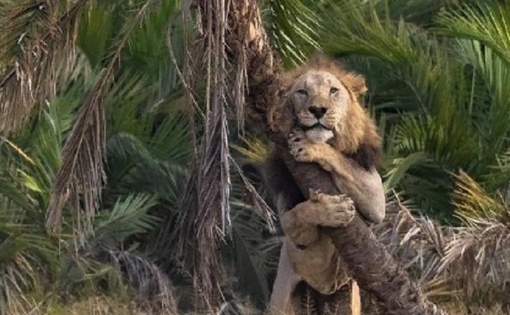 Фотограф доказал, что львы, хоть и большие, но всё же кошки