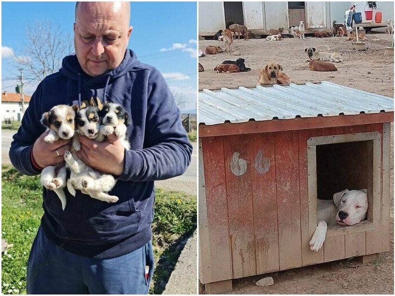 Житель Сербии спасает сотни собак с улицы - и дарит им новую жизнь