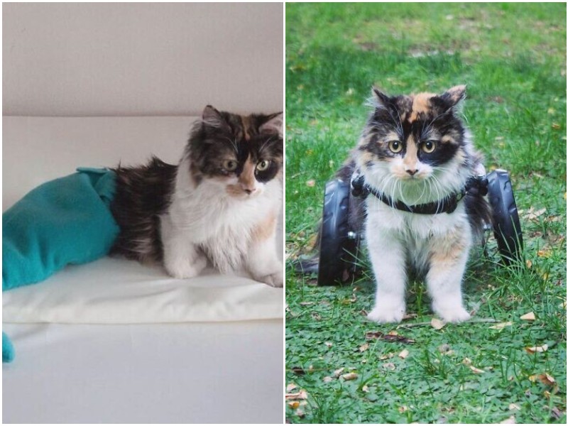 Девушка подобрала кошку с парализованными лапами - и вырастила ее в красавицу