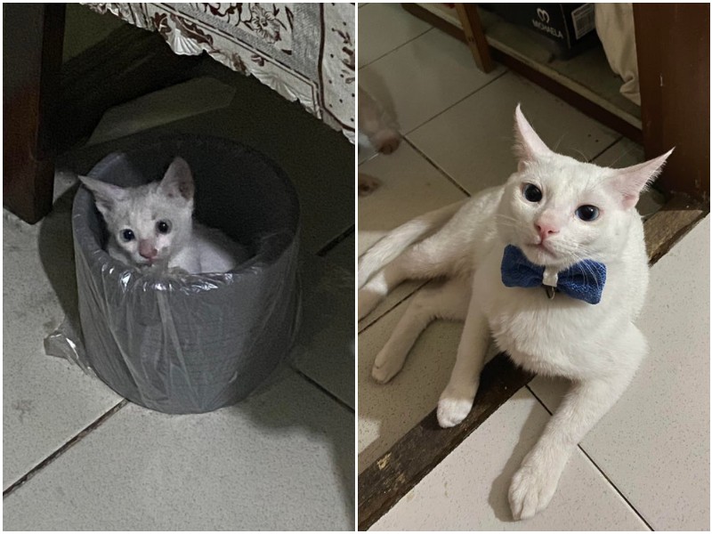 Преображение уличного котенка спустя 1,5 года после спасения