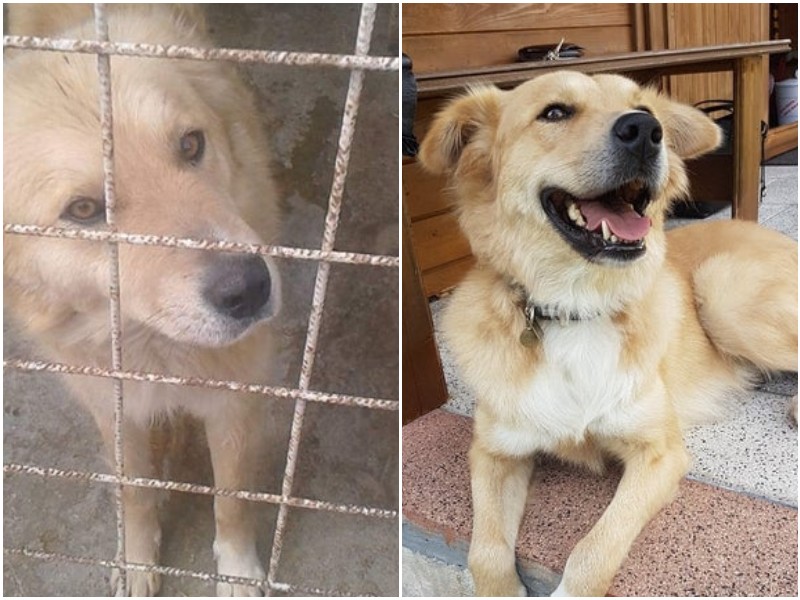 15 фото животных до и после спасения, которые греют душу