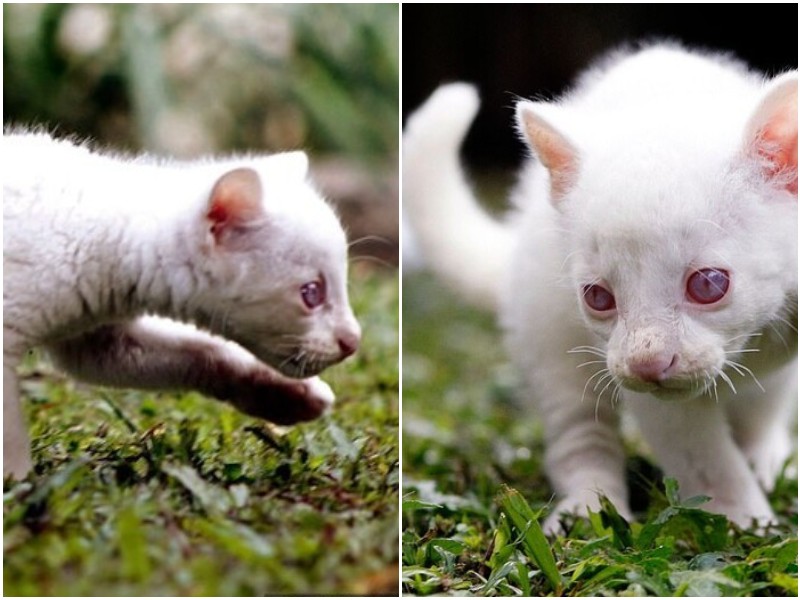 В Колумбии нашли редкого ягуарунди-альбиноса