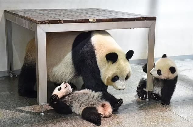 Панды-близнецы впервые увидели людей