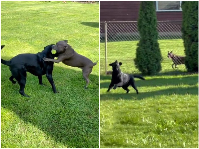 Пёс подружился с соседской собакой через забор