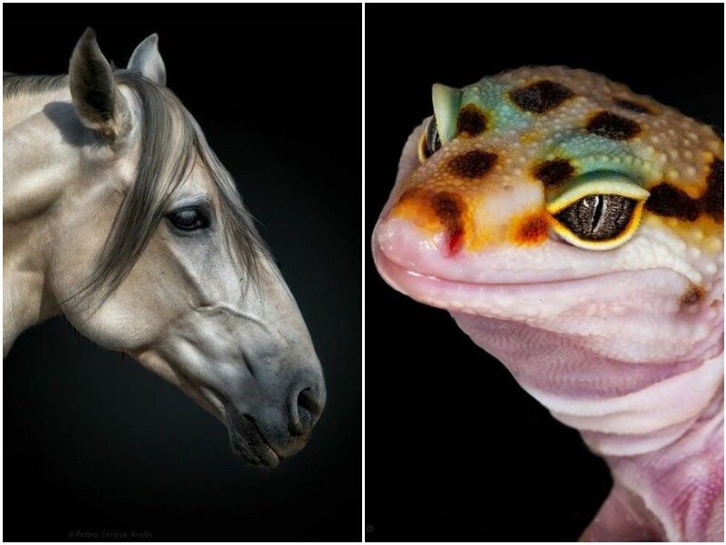 Фотограф делает удивительные портреты диких животных