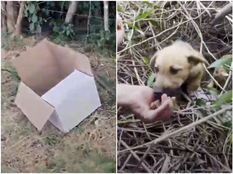 Маленькие щенята пищали в коробке возле леса 