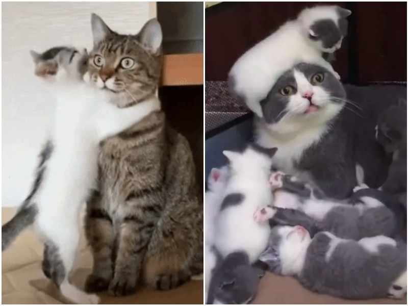 10+ кошек-матерей, которые познали все прелести родительства