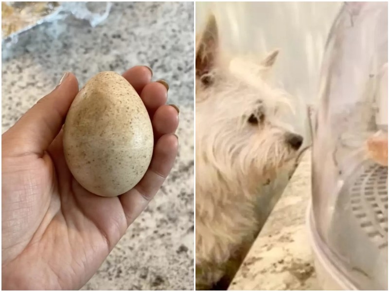 Собака нашла в траве яйцо - и хозяйка решила забрать его домой 