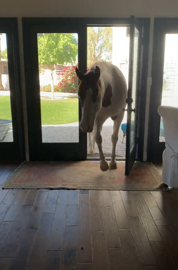 Конь забегает в дом каждый раз, когда видит открытую дверь 