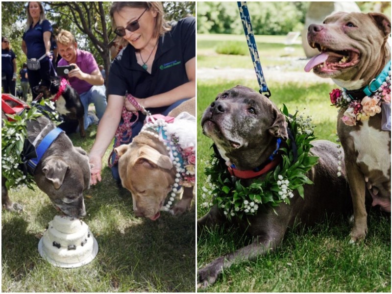 Сотрудники приюта устроили свадьбу пожилых собак