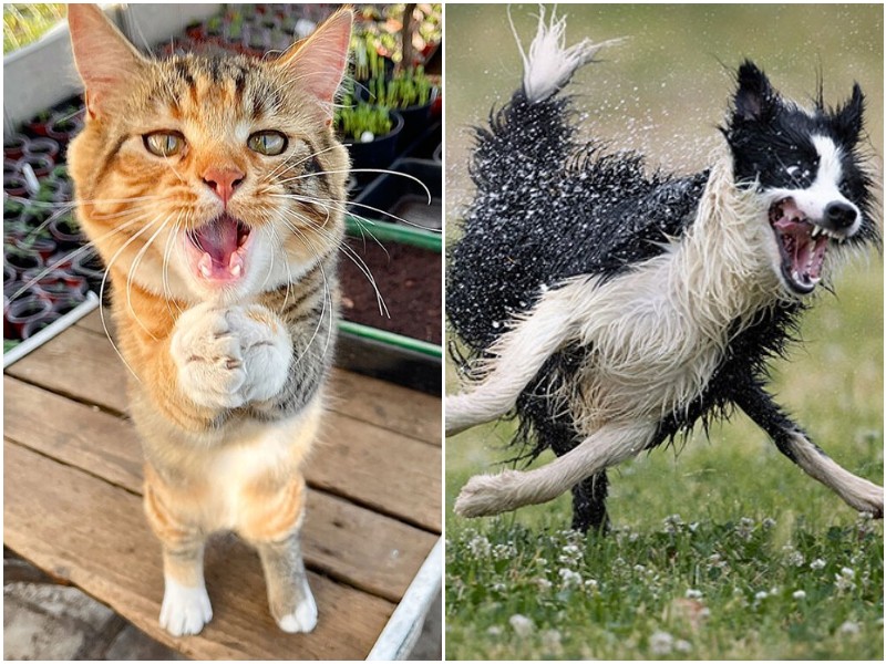 26 забавных фото животных с конкурса Comedy Pet Photography