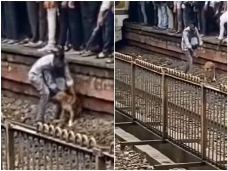 Мужчина спас собаку от приближающегося поезда