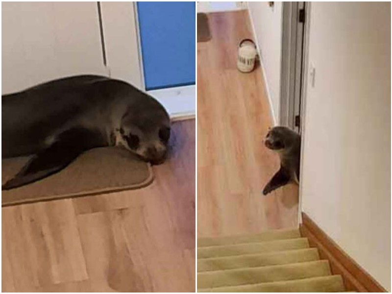 Семья обнаружила в своём доме морского котика