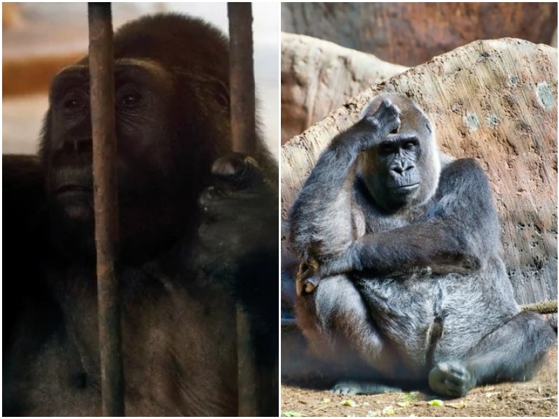 Буа - самая грустная горилла, которая 30 лет живёт в клетке
