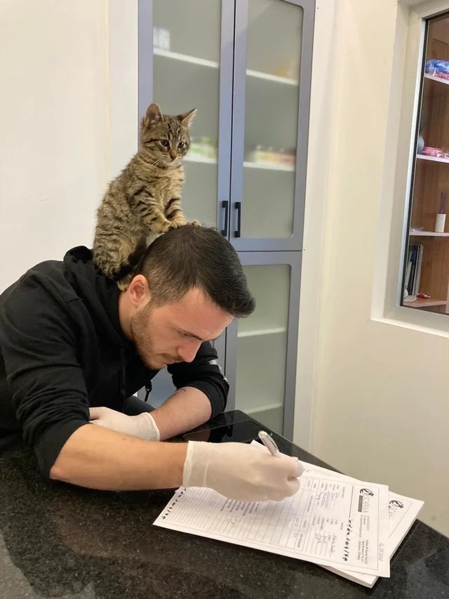 Наглый котик следит за тем, что пишет ему врач