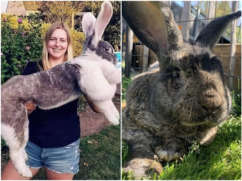 Фландр - самая крупная порода кроликов в мире