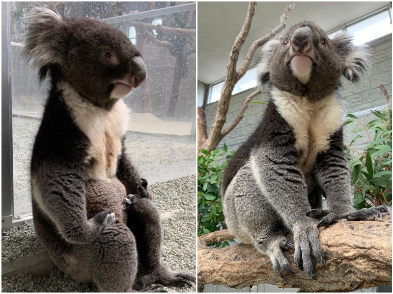 В Японии засняли коалу, которая задумалась о смысле бытия