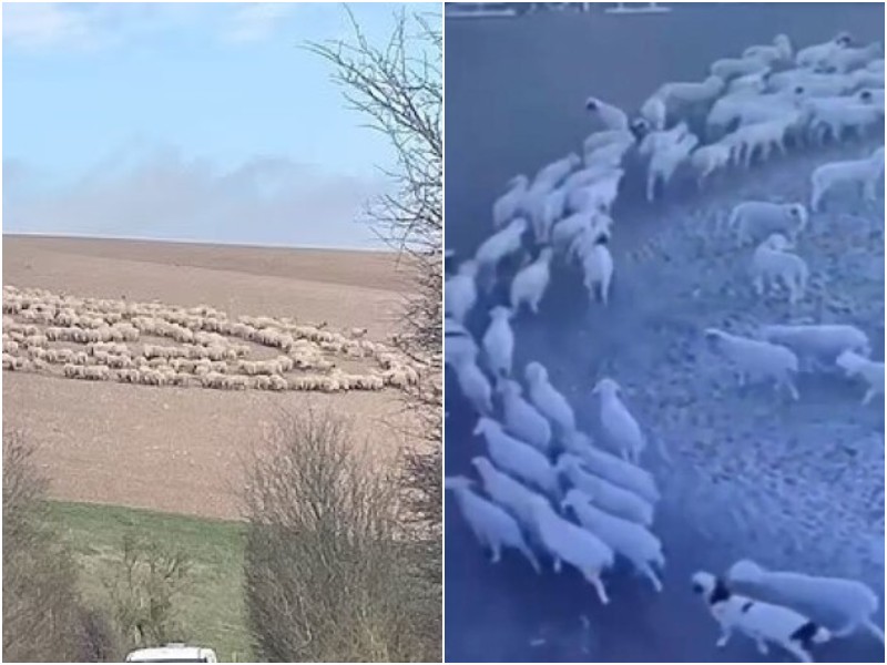 На китайской ферме овцы уже 2 недели бегают по кругу