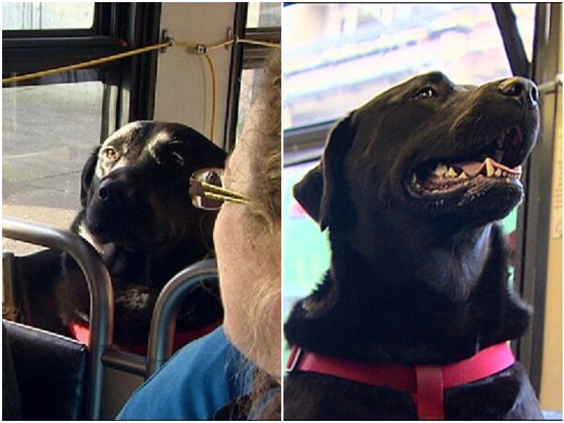 Собака самостоятельно ездит на автобусе на прогулку
